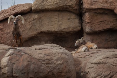 Bighorn sheep in het Desert Museum